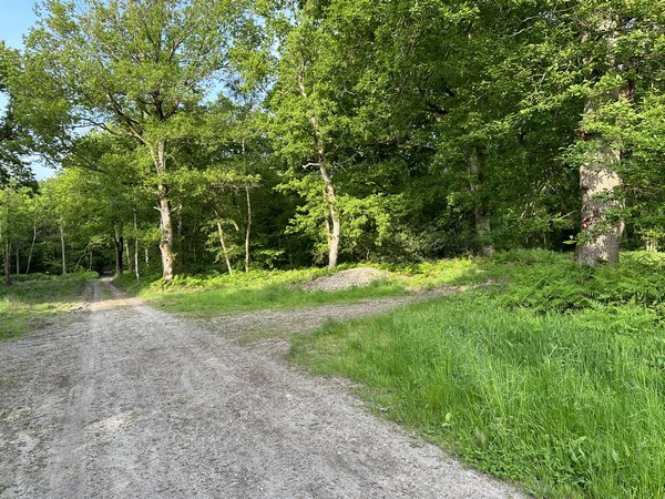Je tourne ici à droite, avant la parcelle 313, vers le nord-est, avant que mon chemin rejoigne la route de l'Ourée.&nbsp;