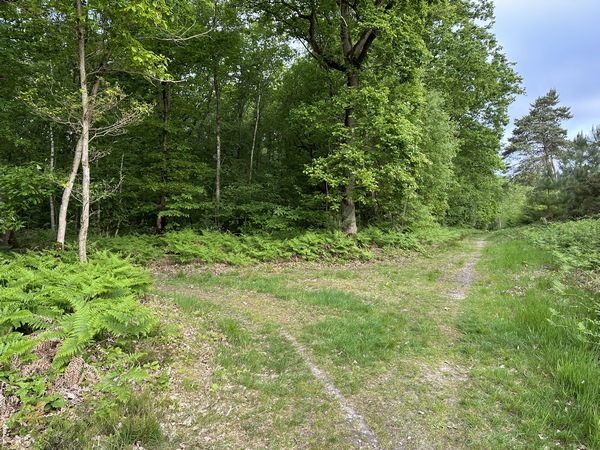 Je tourne ensuite à gauche, entre les parcelles 314 et 315, sur un chemin qui s'enfonce un peu plus loin dans la parcelle 315.