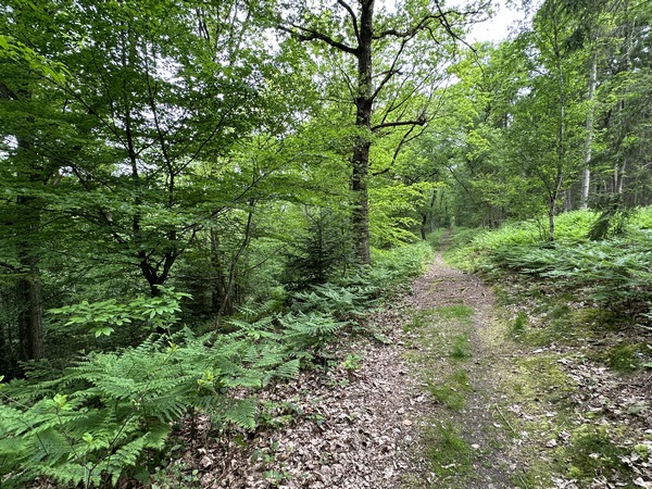 Le chemin avance en surplomb du vallon.