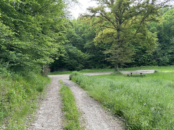 Au carrefour du Hêtre à l'Image, je prends à gauche. Ne cherchez pas le fameux hêtre, il a disparu depuis longtemps.