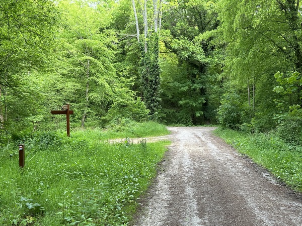 Je continue sur la route forestière du Mont à la Chèvre.