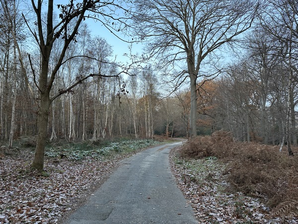 Nous partons du Carrefour du Chevreuil et suivons la route forestière du Chevreuil.