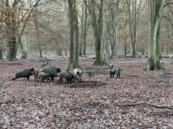 Nous longeons le Parc Animalier. Il serait tout à fait possible de se garer sur le grand parking du parc pour suivre ce circuit.