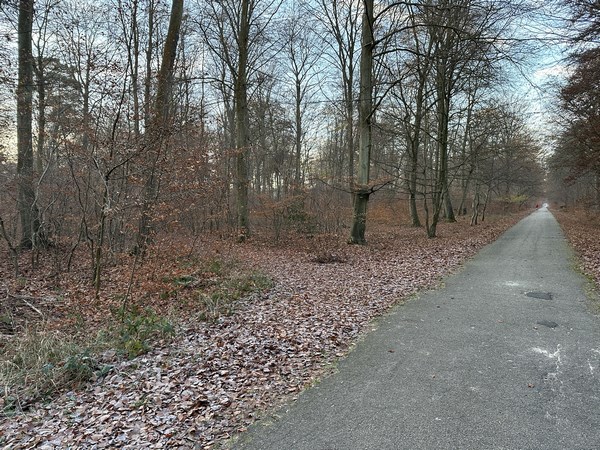 Nous suivons la route forestière de Saint-Pierre, et allons tourner ici à gauche, en direction de la Mare Epinay.