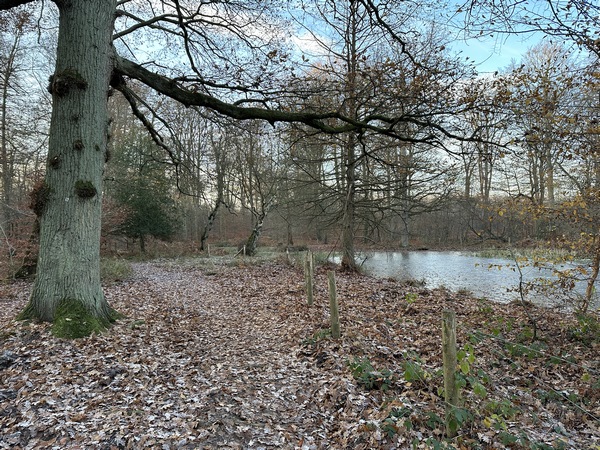Ce chemin serpente dans les bois vers l'Arboretum.