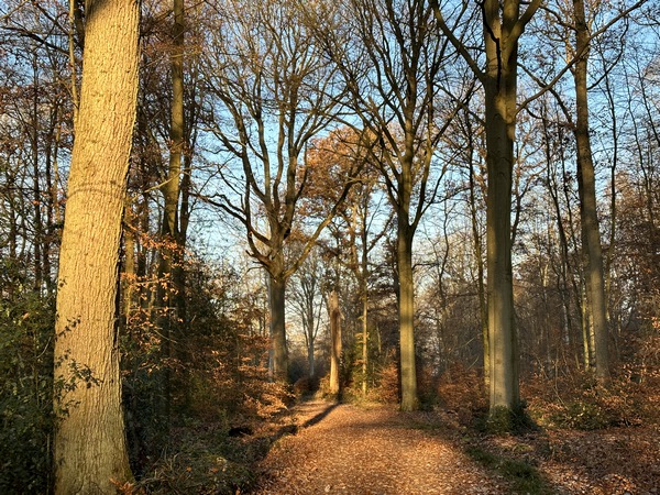 Nous avons tourné sur la route forestière à Madame, puis sur ce chemin vers la Mare Auzou. Le soleil fait une brève apparition.