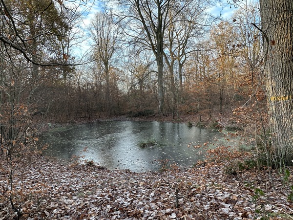 Il faut s'écarter un peu du chemin pour découvrir la Mare Auzou. Isolée, elle offre de nombreuses traces d'animaux : empreintes dans le sol, traces de boue et poils sur les troncs...