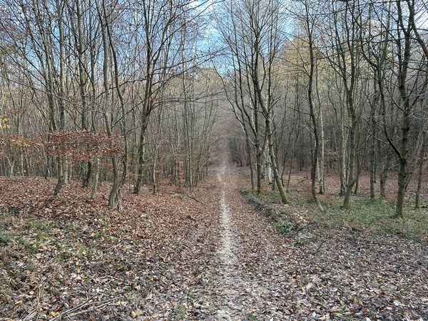 Nous rejoignons l'Allée du Chevreuil qui mène directement à la Mare des Grès.