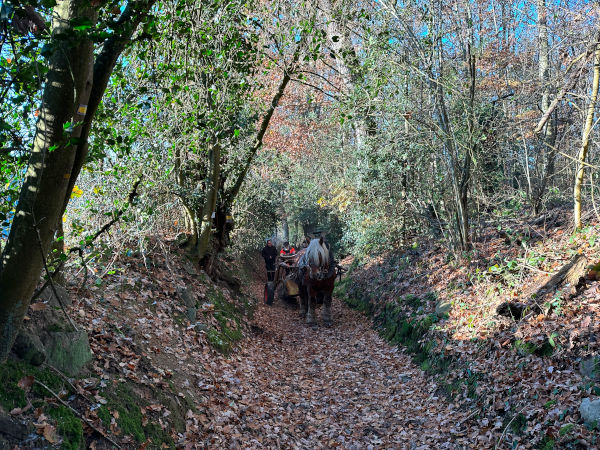 Notre chemin traverse plusieurs bois. Nous croisons dans la descente vers St-Léonard-des-Bois un attelage de débardage