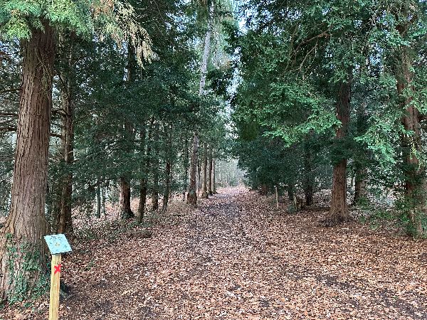 Je sors du Théâtre de Verdure par cette belle allée de cyprès de Lawson.