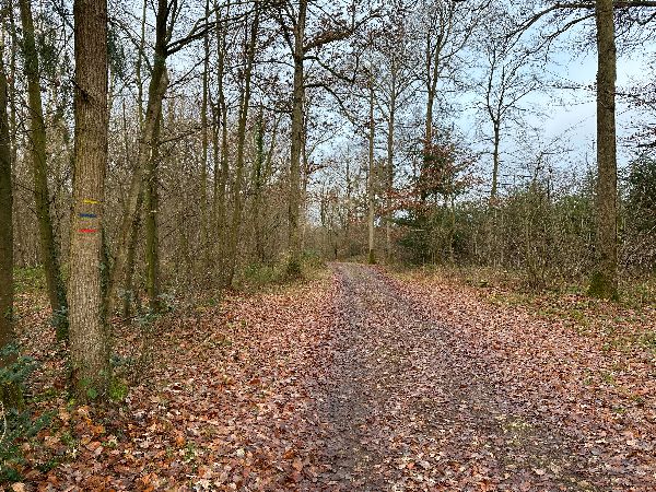 Après avoir suivi la D60 sur quelques mètres, nous tournons sur ce chemin du bois de Sainte-Cécile.
