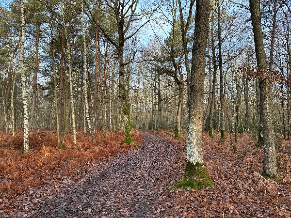 Nous marchons dans le bois jusqu'à la D32.