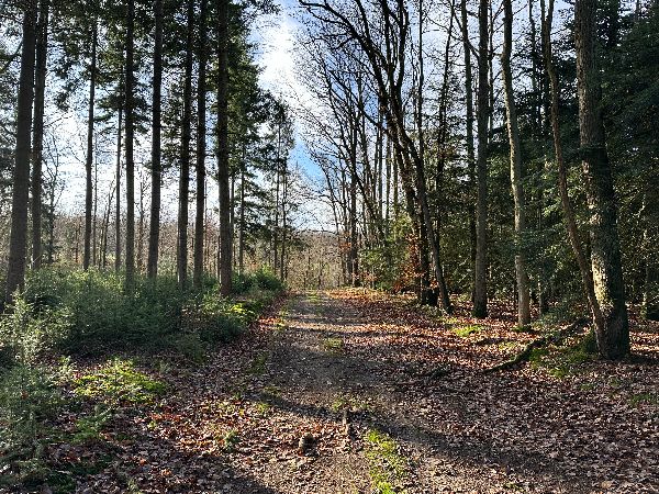 Nous sommes maintenant dans le bois de Convenant.