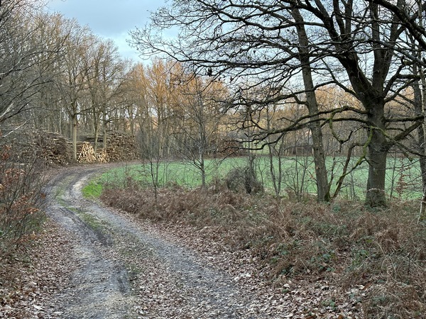 Nous entrons dans&nbsp; le bois des Maricolles.