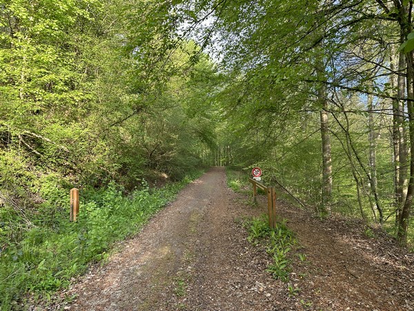 Le premier chemin du circuit est la route forestière de la Mare Curée.