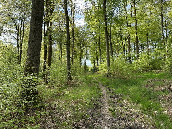 Nous quittons la route forestière pour prendre, à gauche, ce sentier qui monte, gentiment, sur la colline.