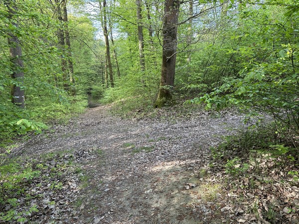 Avant que notre sentier redescende, nous tournons à droite sur ce chemin qui suit une ligne de coupe.