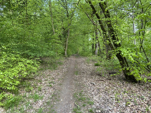 Le chemin est charmant, mais un peu rectiligne (ligne de coupe oblige), nous allons tourner à gauche.