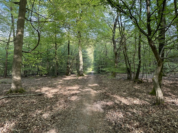 Nous rejoignons un large chemin, parallèle à la route forestière. En période humide, ce chemin peut être très boueux, mais il y a toujours des passages d'évitement pour rester au sec.&nbsp;