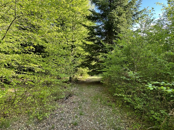 Nous arrivons dans la zone des Sapins Normands, et il en reste quelques beaux spécimens.