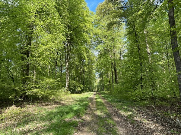 Nous retrouvons la route forestière&nbsp; de Bourg-Achard, nous la suivons jusqu'au bout, puis tournerons à droite.