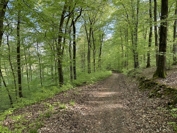 Nous suivons ce beau chemin qui domine la vallée des Rangs. Nous allons le quitter en montant à droite pour rejoindre la mare des Temples.