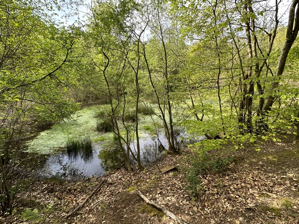 La mare des Temples. Comme souvent en forêt autour des mares, on peut y trouver de nombreuses traces d'animaux : empreintes, boue et poils sur les troncs...