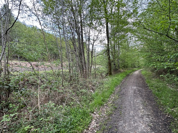 Nous retrouvons la route forestière de la Mare Curée, qui longe ici la ligne de Serquigny à Oissel. C'est grâce à cette ligne que sont reliés, par train, les départements de Normandie.