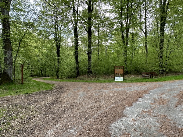 Carrefour entre la route forestière de la Mare Curée et celle de Saint-Ouen. Nous allons prendre à gauche.