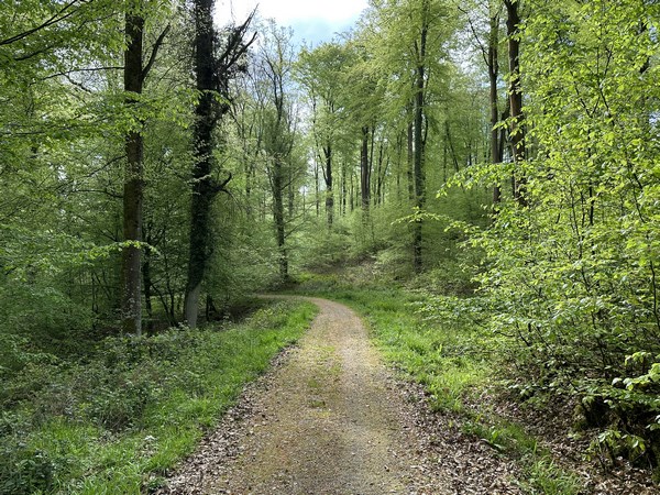 Nous suivons toujours la délicieuse route forestière de la Mare Curée