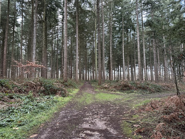 Contrairement au tracé d'origine, nous continuons tout droit vers Gadenvilliers. Le circuit a été légèrement modifié pour contourner une réserve de chasse.&nbsp;