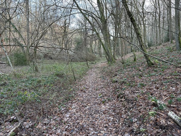 Nous voilà dans la Grande Vallée, sur un sentier qui ondule entre les chablis.
