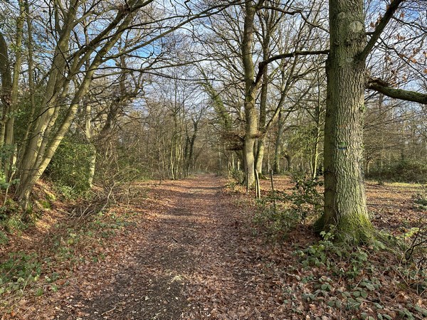 Bois de la Chênaie, peu avant la descente vers St-Germain-des-Angles.