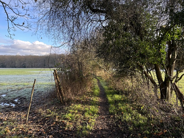 La clairière du bois de la Chênaie est traversée par notre chemin et son couloir de verdure.