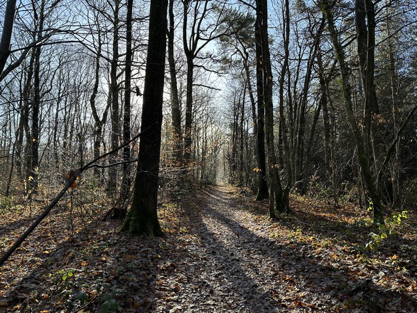 Nous traversons le bois d'Emalleville en suivant le GR222. Nous le quitterons un moment dans la descente du Mont Moulan pour suivre un étroit sentier.