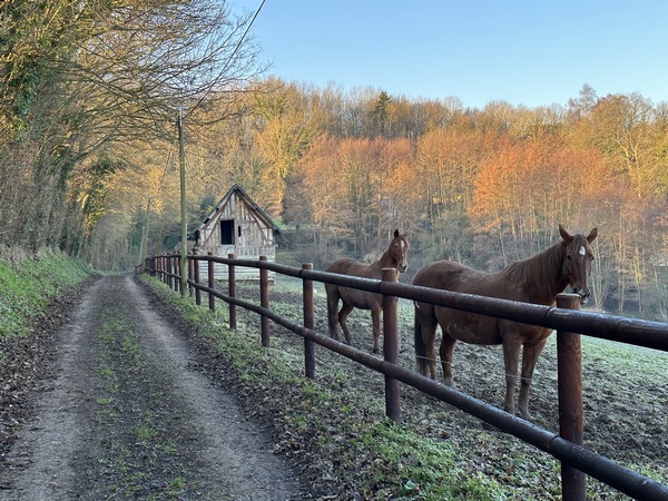 Peu après le départ, nous sommes déjà sur notre premier chemin, le chemin des Guillots, et déjà dans l'ambiance du Pays d'Auge.