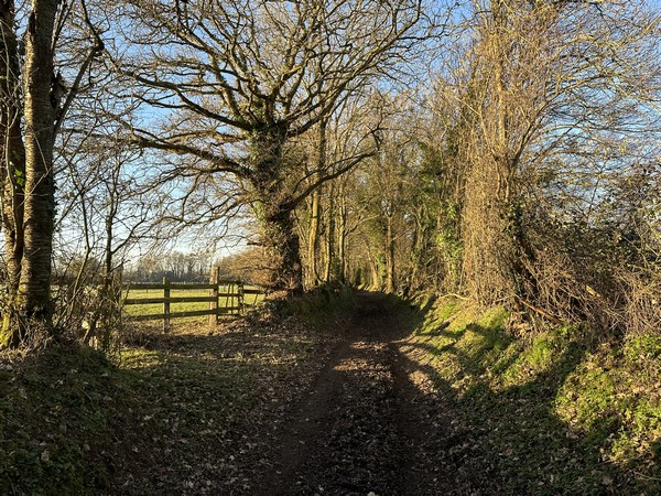 Les chemins sont vraiment délicieux, et souvent bordés d'arbres comme ici.