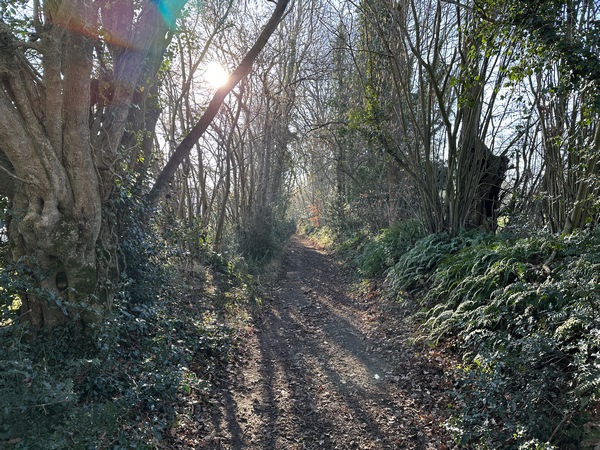 Passage boisé sur le chemin Dit-des-Monts. Nous descendons vers la D275.