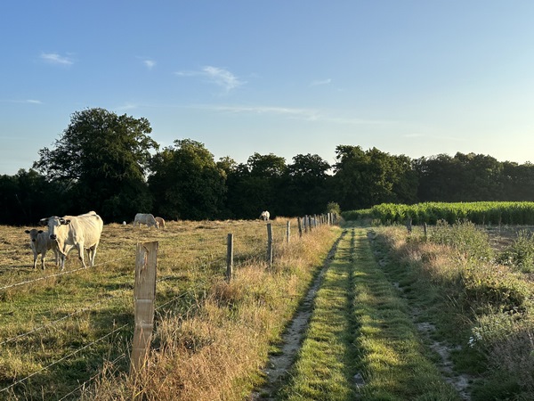 Je marche sur le chemin du Thuit en direction du Fond de Brunval dont on voit les bois, en face.