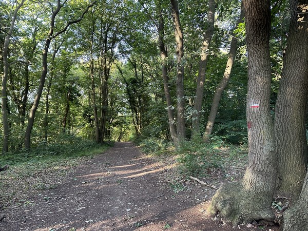 Dans le bois de Roquefort, je suis les balises rouges et blanches du GR25.