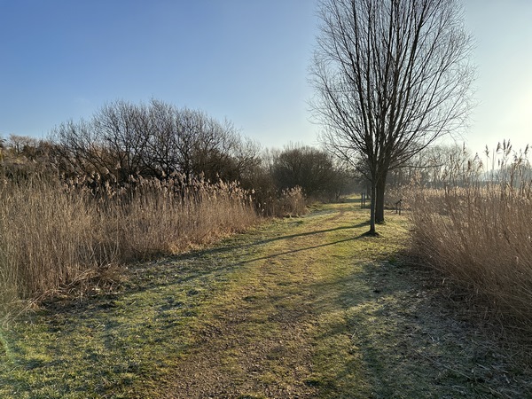 Nous partons du parking de l'école, et entrons dans la zone humide du Parc de la Morelle.