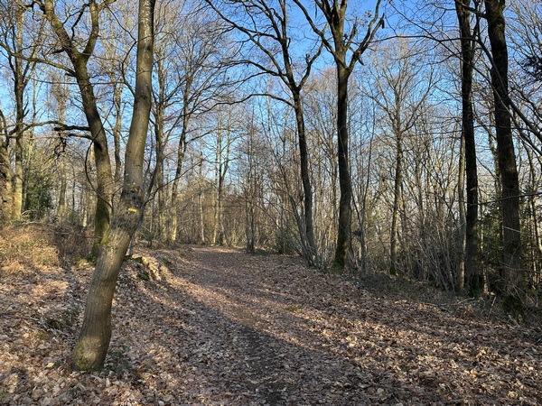 Nous entrons dans le bois qui couvre la Côte des Buis. Le détour est indispensable : il permet d'accéder au belvédère.
