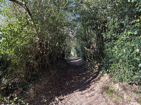 Le chemin Galon forme un tunnel de verdure, même en hiver, avec le houx et le lierre.&nbsp;