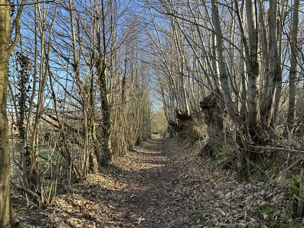 Le chemin vers la rivière est bordé d'anciens arbres têtards.