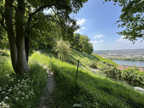 Les chèvres chargées de l'entretien du coteau sont en repos.