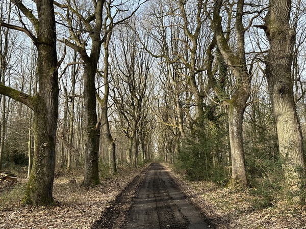 Le chemin est bordé de chênes magnifiques. (D'autres photos sont dans l'album de la rando)