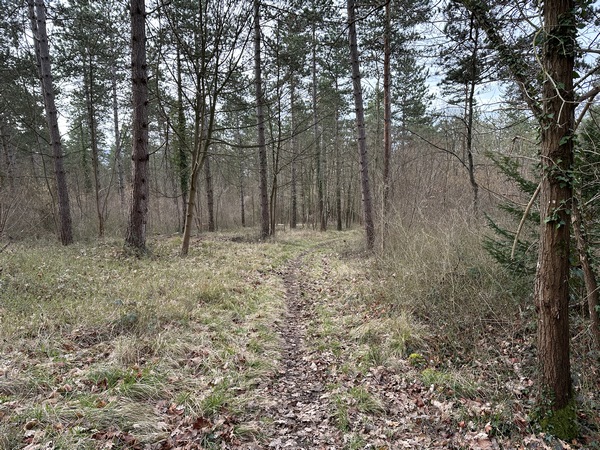 En effet, un chemin prolonge la petite clairière, et s'enfonce dans le bois. Je semble sur la bonne piste.
