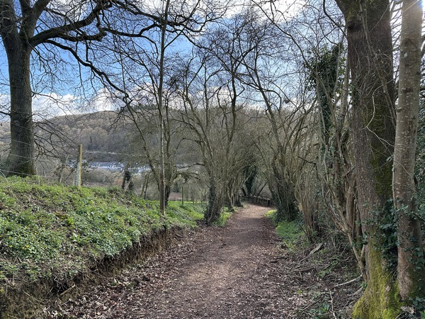 Nous sommes maintenant en forêt communale de St-Martin-du-Vivier, et descendons vers la vallée.