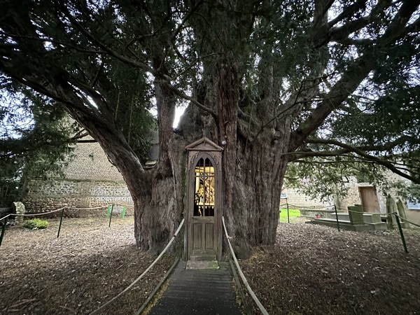 Le deuxième abrite une chapelle dédiée à Sainte-Anne. Les ifs sont plus anciens que le village et son église. Ils ont, sans doute, été préservés lors du défrichement de cette partie de la forêt.
