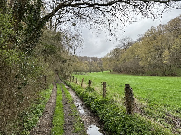 Nous suivons le chemin forestier de la Patte d'Oie pour entrer en forêt.